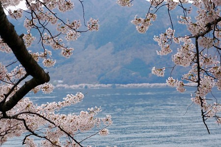 海津桜