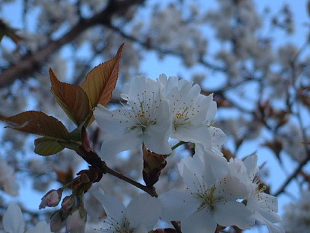 ヤマザクラ（Prunus jamasakura Sieb. ex Koidz）