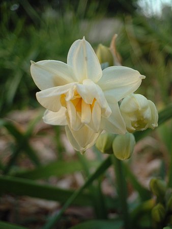 ニホンズイセン（Narcissus tazetta L. var. chinensis Roemer）