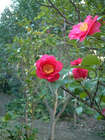 サザンカ（Camellia sasanqua Thunb. ex Murray）
