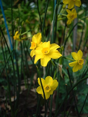 キズイセン（Narcissus jonquilla L.）