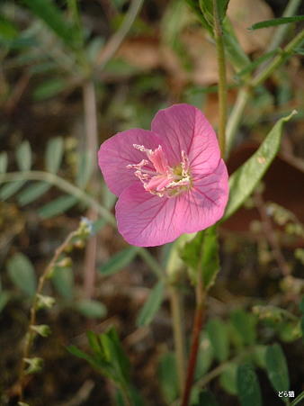 ユウゲショウ（Oenothera rosea L’Hér. ex Aiton）