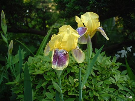 ドイツアヤメ（Iris germanica L.）