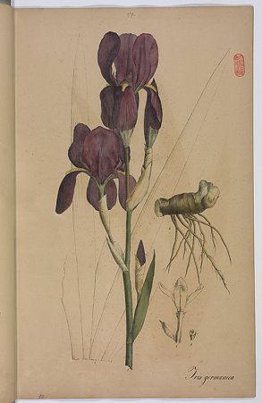 ドイツアヤメ（Iris germanica L.)　資料１