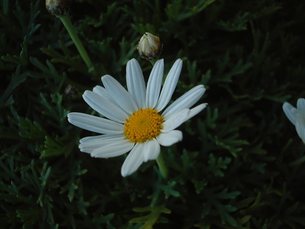 マーガレット モクシュンギク 木春菊 Argyranthemum Frutescens L Sch Bip 写真共有サイト フォト蔵