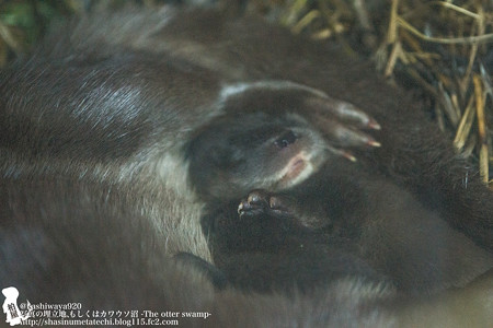 fukushima140628121