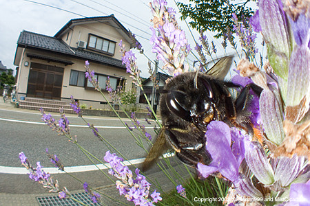 yamanao999_insect2008_480