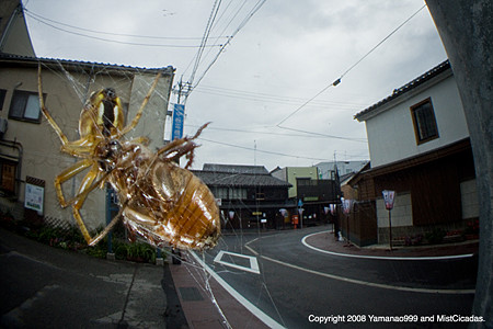 飯田町商店街の蜘蛛