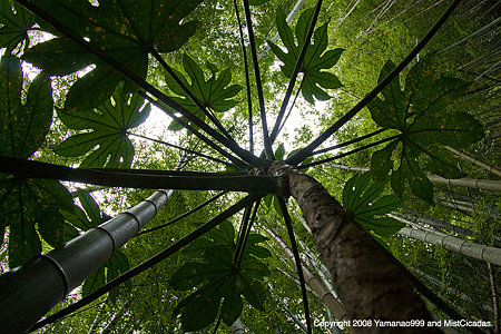 bamboo and Japanese fatsia