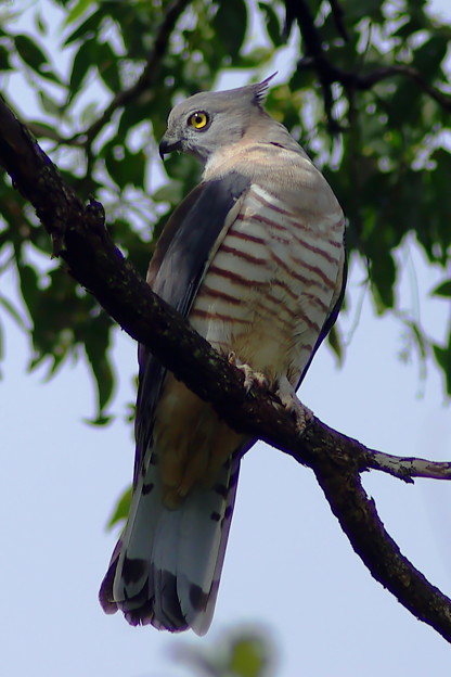 Crested Hawk カンムリカッコウハヤブサ 写真共有サイト フォト蔵