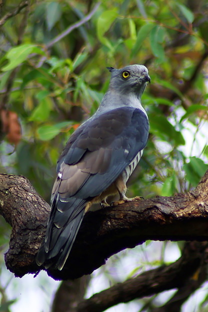 Crested Hawk カンムリカッコウハヤブサ 2 写真共有サイト フォト蔵