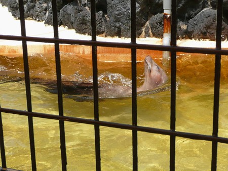 下田海中水族館のアシカ