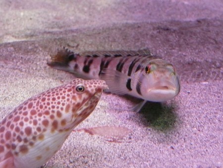 海の生物館シーパレスの魚達