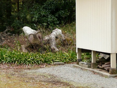 宗閑寺裏にあった朽木