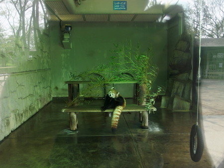 夢見ヶ崎動物公園のレッサーパンダ舎