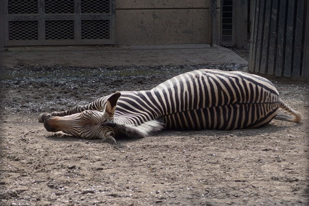 夢見ヶ崎動物公園のハートマンヤマシマウマ