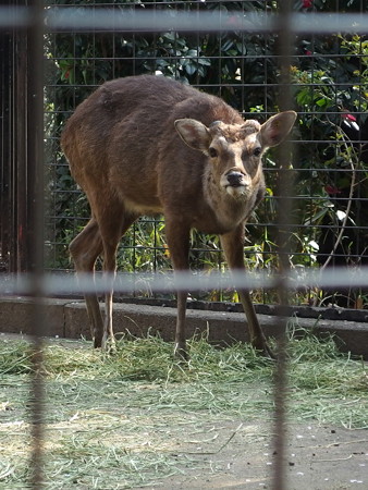 夢見ヶ崎動物公園のホンシュウジカ