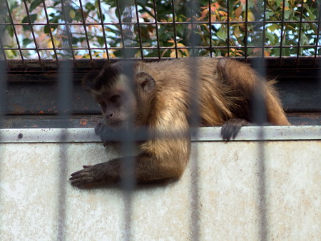 夢見ヶ崎動物公園のフサオマキザル