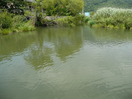 明神池の水面