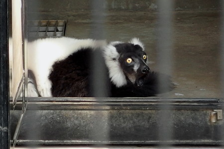 夢見ヶ崎動物公園のエリマキキツネザル