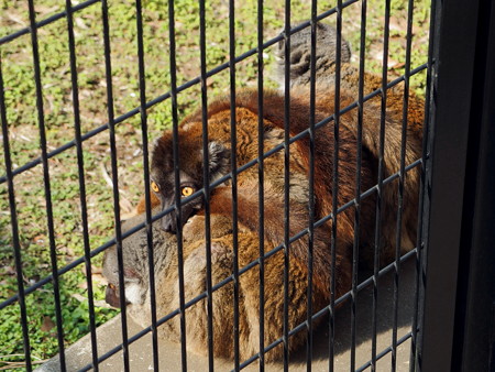 夢見ヶ崎動物公園のブラウンキツネザル