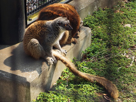 夢見ヶ崎動物公園のブラウンキツネザル