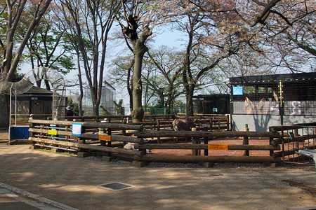 夢見ヶ崎動物公園のロバ舎とヤギ舎