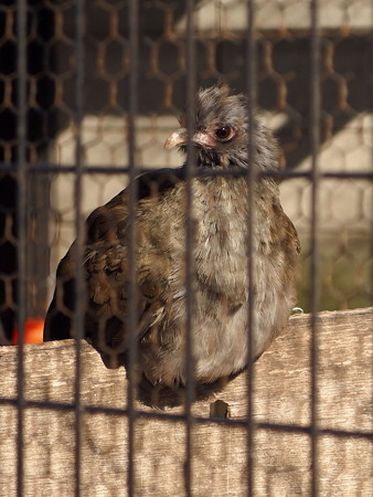 夢見ヶ崎動物公園のアカオヒメシャクケイ