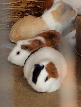 夢見ヶ崎動物公園のモルモット達