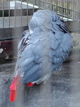 夢見ヶ崎動物公園のヨウム