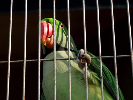 夢見ヶ崎動物公園のオオホンセイインコ