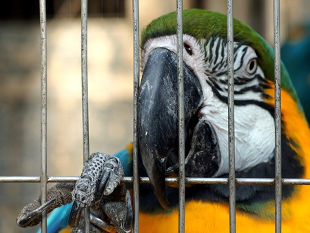 夢見ヶ崎動物公園のルリコンゴウインコ