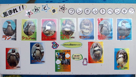あわしまマリンパークのフンボルトペンギン一覧