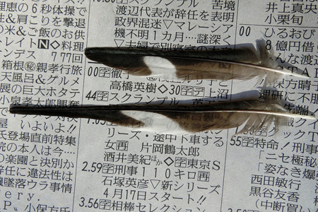 奥さんの羽