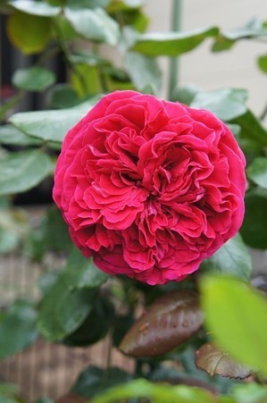 10rowai24062212