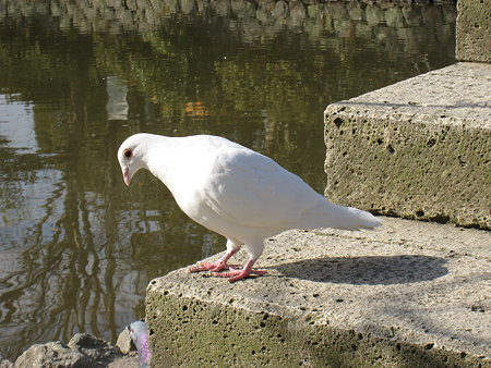 鶴岡八幡宮の白い鳩