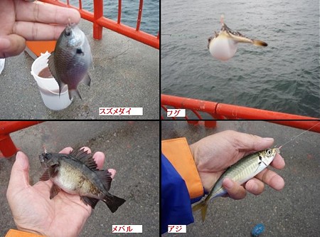 釣れた魚