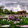 2014年6月6日　駿府城公園紅葉山庭園　花菖蒲 360度パノラマ写真 HDR
