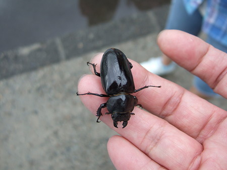15クワガタ