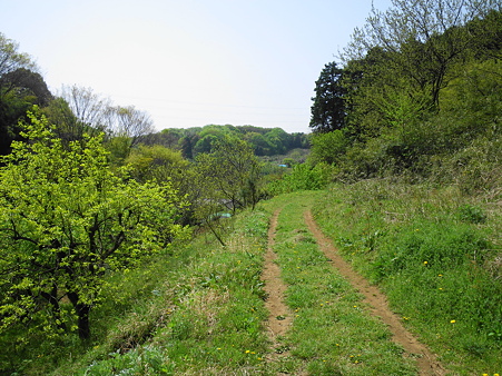 090419 鶴見川源流の泉01