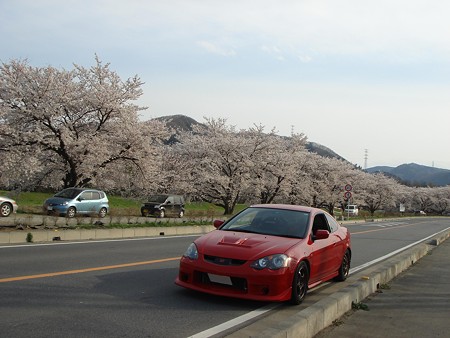 児玉の千本桜　　　　　　　　　　　　　　　　　　　お花見日和だったなぁ（￣∇￣）／~