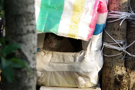 マイホームありがと