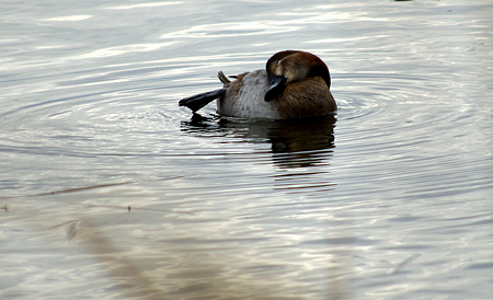 20090228 雛と葛西臨海公園 067