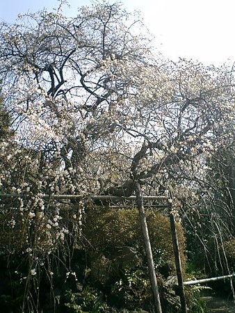 14)鎌倉市小町「宝戒寺」 14)鎌倉市小町「宝戒寺」