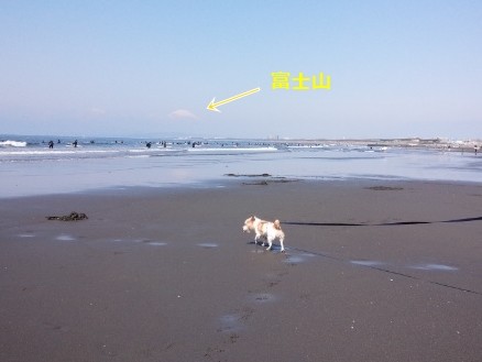 富士山が見えます