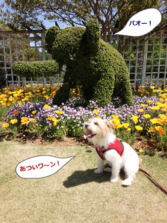 清水公園 花ファンタジア内