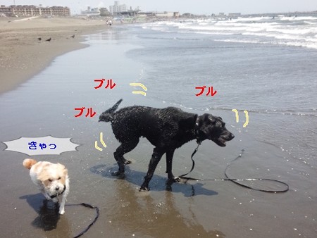 湘南、黒ラブちゃんと