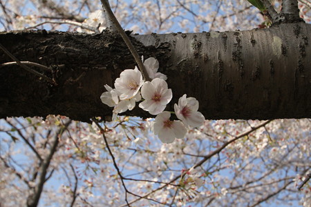 福岡堰の桜