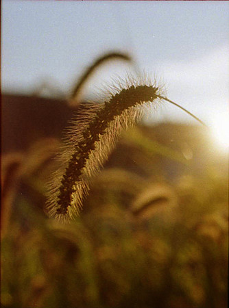 Image0071（KONICA AUTOREX P）
