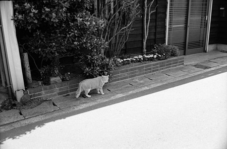Image0061BW（Canon IV Sb）